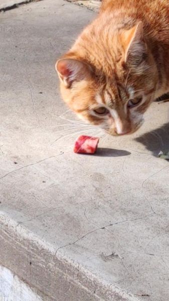 猫可以吃香肠吗视频,两个月的小猫可以吃香肠吗