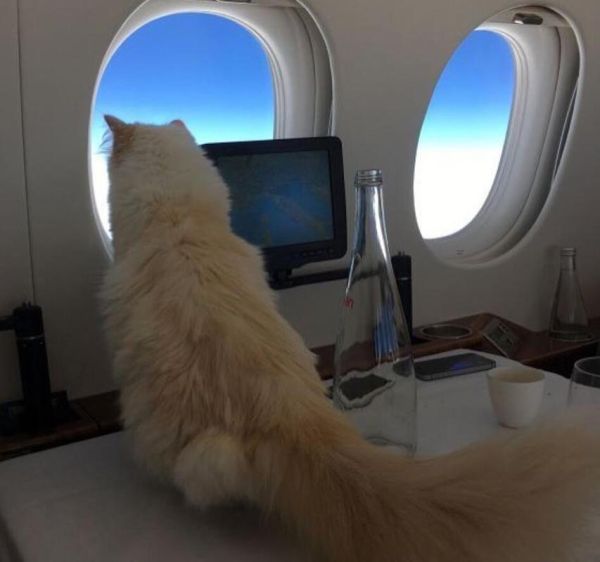 猫可以带上飞机吗,猫可以上飞机吗国外