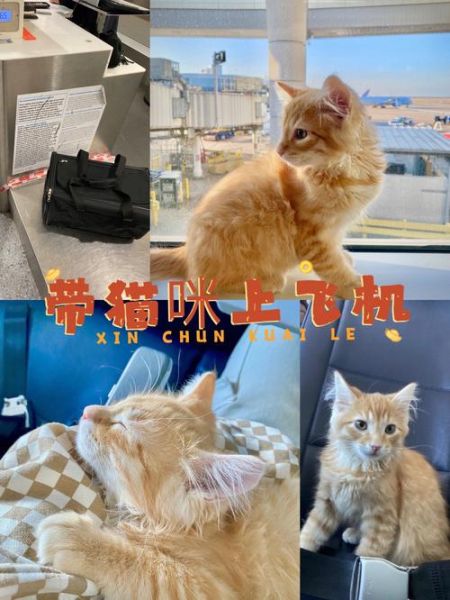 猫可以带上飞机吗,猫可以上飞机吗国外