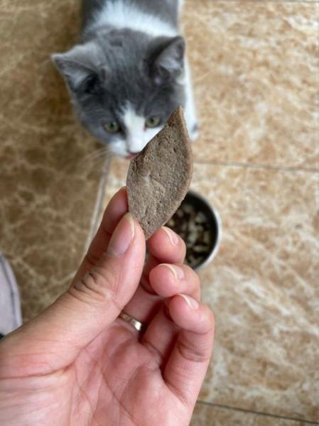 猫吃猪肝好不好吃,猫咪吃猪肝会不会消化不良