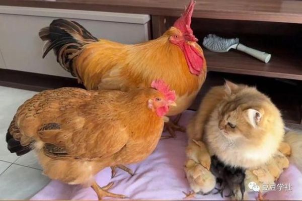 猫吃鸡胗,猫吃鸡崽子吗