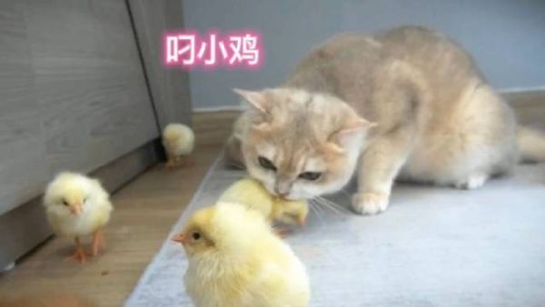 猫吃鸡胗,猫吃鸡崽子吗