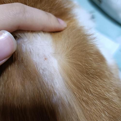 猫后腰两侧凹陷秃毛,猫后腰两侧凹陷没精神走不动路
