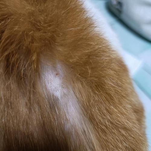 猫后腰两侧凹陷秃毛,猫后腰两侧凹陷没精神走不动路