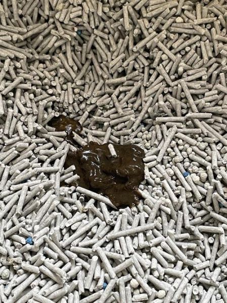 猫咪一直拉稀但是精神很好,小猫拉稀能自愈吗还臭