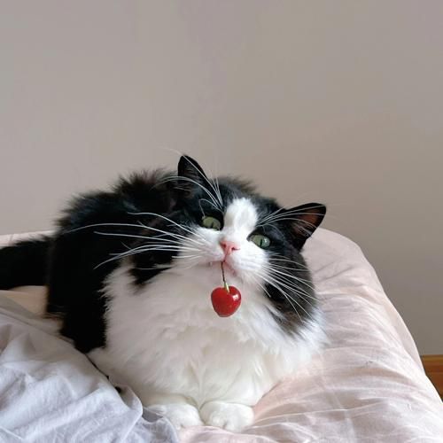 猫咪可以吃桃子吗小猫眼里看得见的颜色,猫咪可以吃桃子吗的短视频