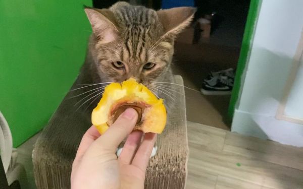 猫咪可以吃桃子吗小猫眼里看得见的颜色,猫咪可以吃桃子吗的短视频