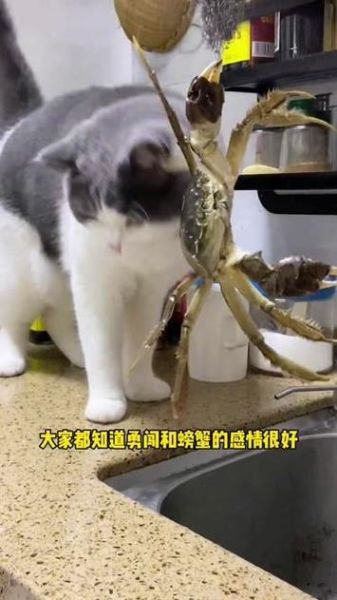 猫咪可以吃螃蟹吗生的,猫可以吃螃蟹么