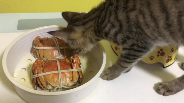 猫咪可以吃螃蟹吗生的,猫可以吃螃蟹么