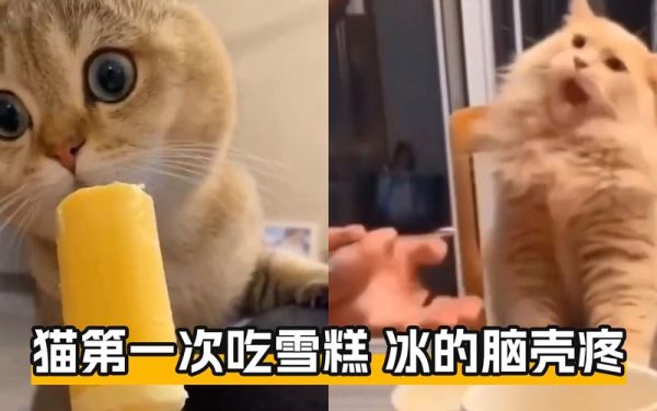 猫咪可以吃雪糕的吗,猫咪能吃雪糕吗为什么