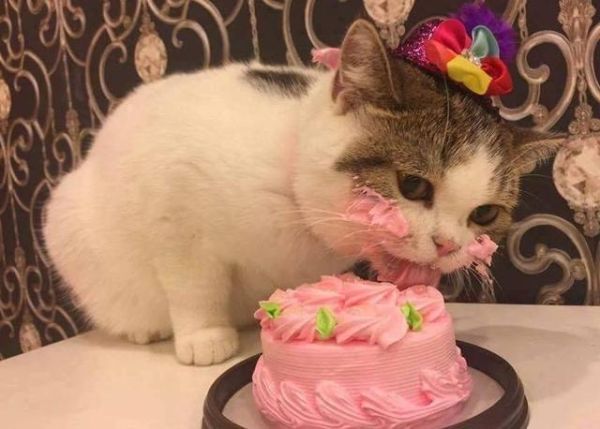 猫咪吃蛋糕声音视频,猫咪吃蛋糕奶油怎么办