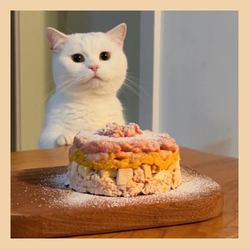 猫咪吃蛋糕声音视频,猫咪吃蛋糕奶油怎么办
