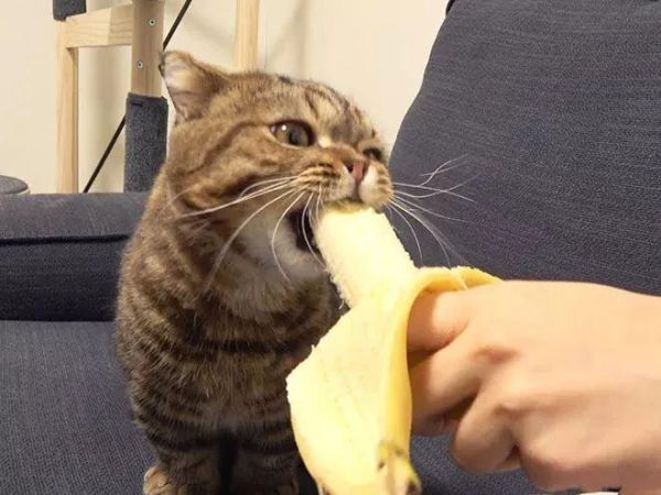 猫咪吃香蕉对猫咪有什么帮助,猫能吃香蕉干嘛