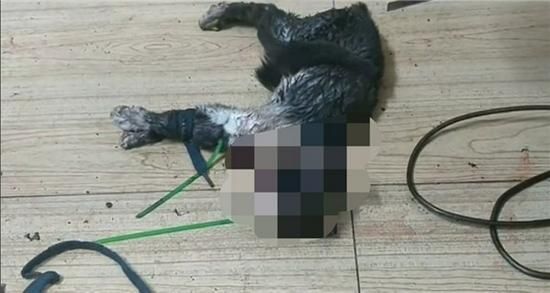 猫咪害怕主人的表现,虐猫的人有什么心理疾病