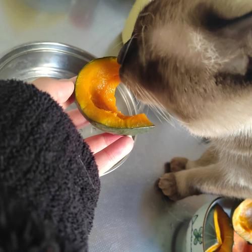 猫咪能吃南瓜吗蒸熟的,猫咪能吃南瓜嘛