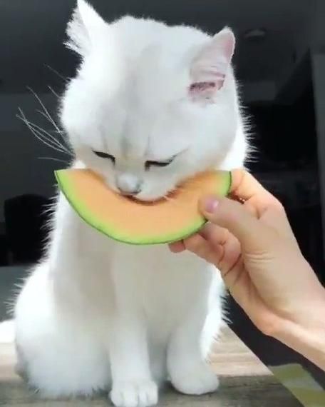 猫咪能吃哈密瓜吗,猫咪能吃哈密瓜吗有毒吗