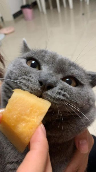 猫咪能吃哈密瓜吗,猫咪能吃哈密瓜吗有毒吗