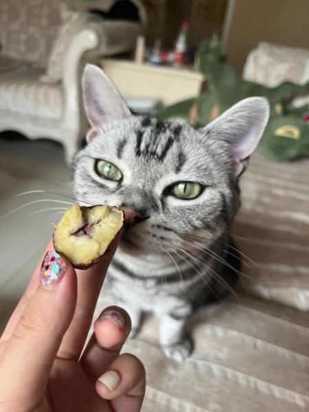 猫咪能吃板栗么,宠物猫能吃板栗吗