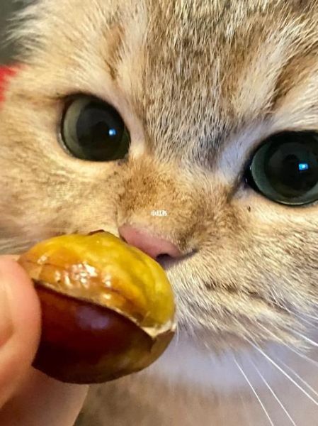 猫咪能吃板栗么,宠物猫能吃板栗吗