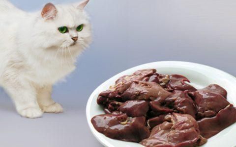 猫咪能吃猪肝吗,泰迪狗能吃猪肝吗