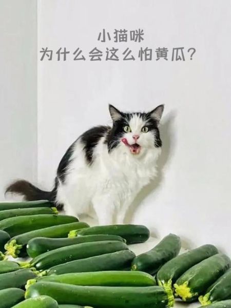 猫咪能吃黄瓜吗熟的,猫咪能吃黄瓜吗有毒吗