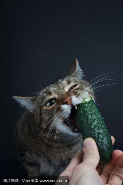 猫咪能吃黄瓜吗熟的,猫咪能吃黄瓜吗有毒吗