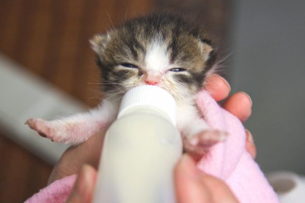 猫咪能喝的牛奶有哪些,幼猫能喝纯牛奶吗二三个月
