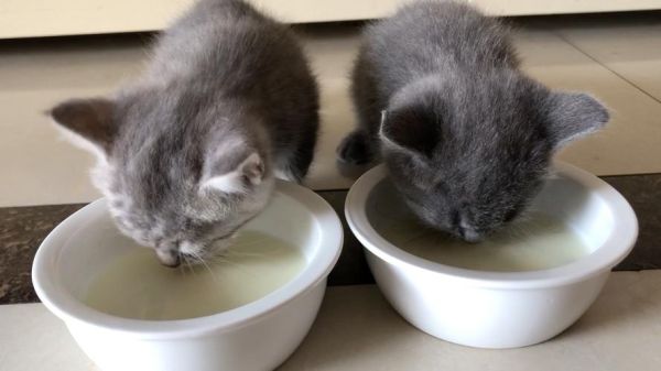 猫咪能喝的牛奶有哪些,幼猫能喝纯牛奶吗二三个月