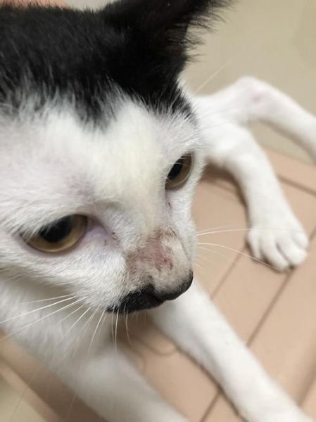 猫咪鼻子上有黑痂是怎么回事,猫咪鼻子上有黑痂是猫藓吗