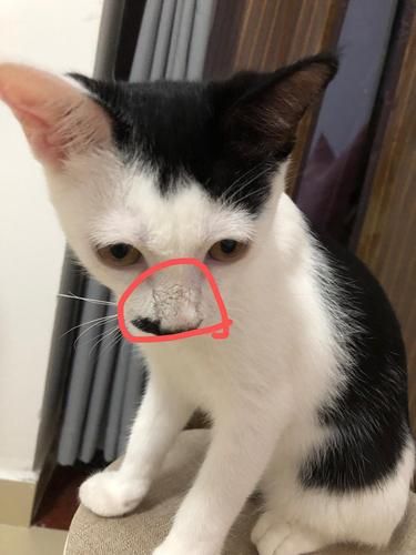 猫咪鼻子上有黑痂是怎么回事,猫咪鼻子上有黑痂是猫藓吗