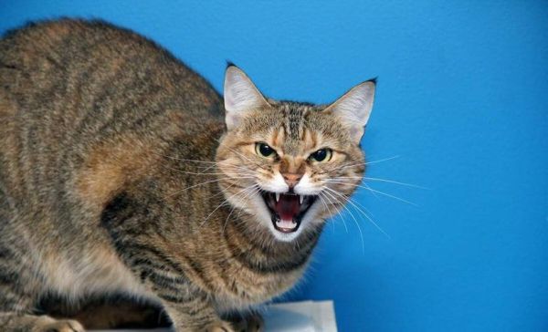 猫哈气视频,猫哈气是什么意思