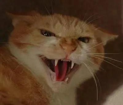 猫哈气视频,猫哈气是什么意思