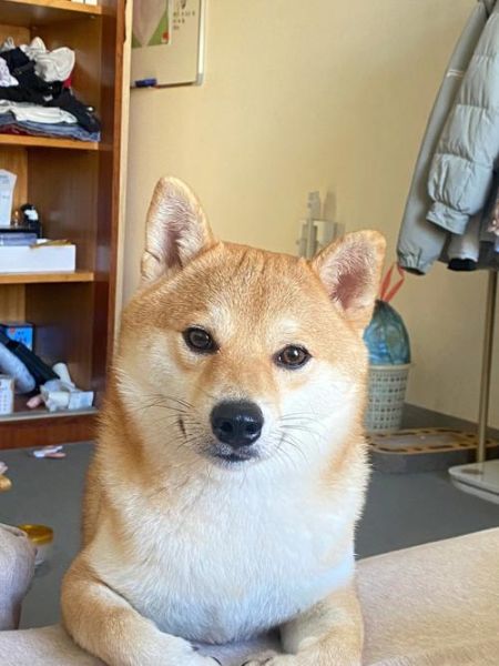 猫得细小能治好吗,柴犬得了细小能治好吗
