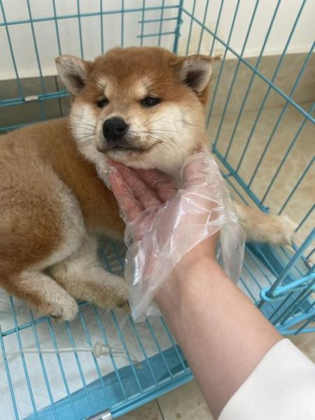 猫得细小能治好吗,柴犬得了细小能治好吗
