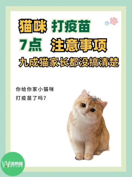 猫必须打疫苗吗,室内养的猫完全没必要打三联