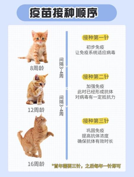 猫必须打疫苗吗,室内养的猫完全没必要打三联