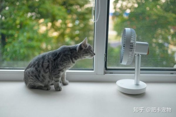 猫怕不怕热天,猫怕不怕热需要放空调房吗