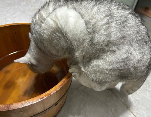 猫怕什么气味一闻就跑,猫猫怕水吗