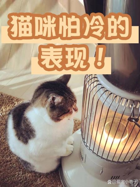 猫怕冷吗,猫感觉冷了有什么表现