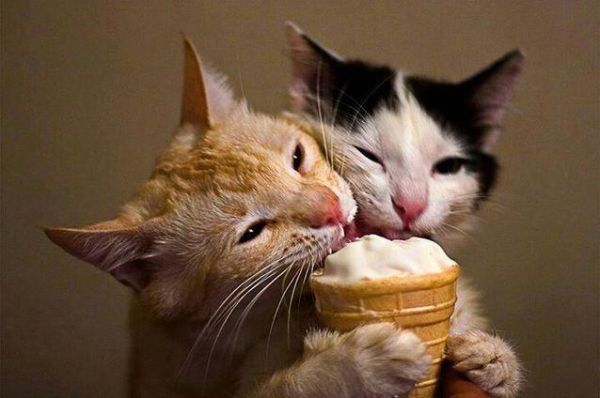 猫有味觉吗可以尝到酸甜苦辣吗,猫有没有味