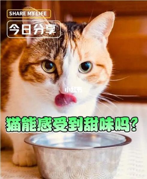 猫有味觉吗可以尝到酸甜苦辣吗,猫有没有味