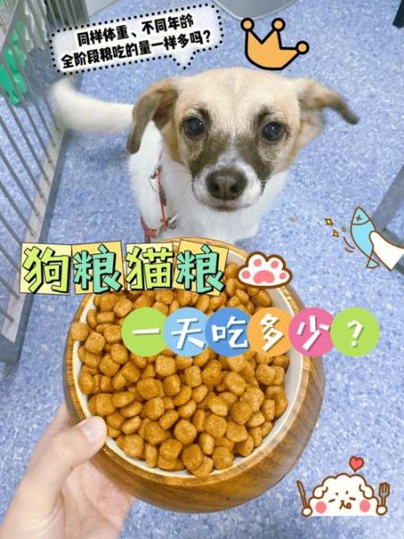 猫粮狗可以吃吗吃了没事吧,猫粮狗可以吃吗狗粮猫可以吃吗