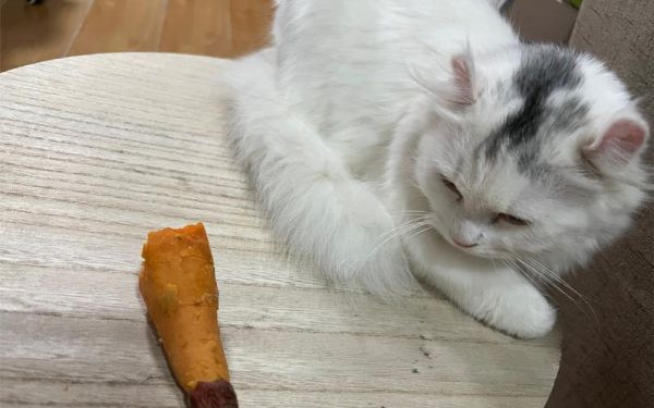 猫能不能吃红薯叶,猫能不能吃红薯苗