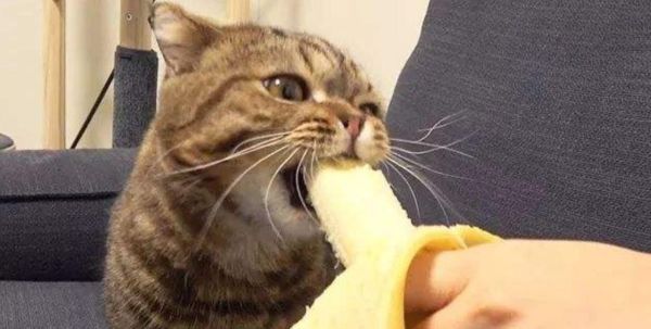 猫能不能吃香蕉呀,猫能不能吃香蕉果干