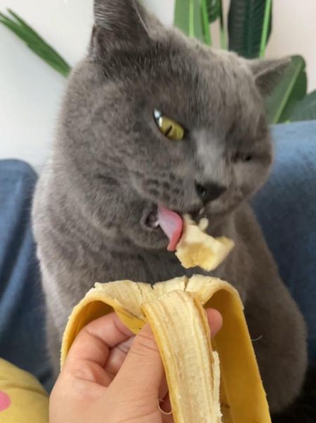 猫能不能吃香蕉呀,猫能不能吃香蕉果干