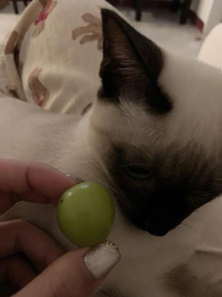 猫能吃提子吗为什么,猫咪能不能吃提子