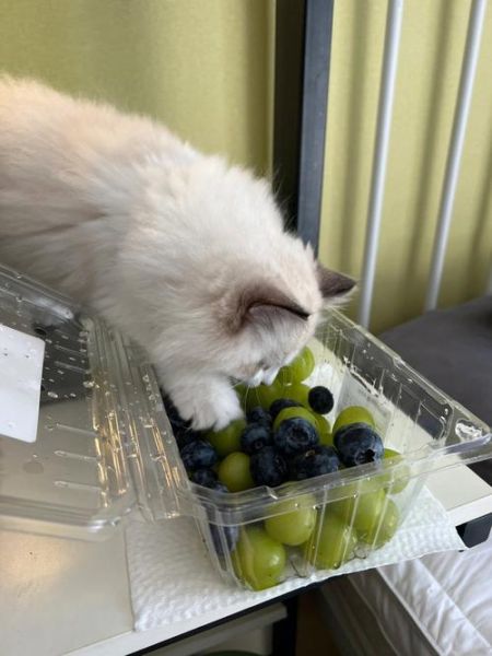 猫能吃提子吗为什么,猫咪能不能吃提子