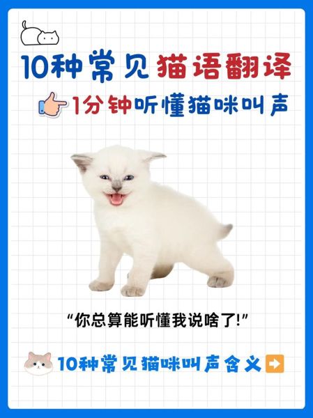 猫能吃橘子吗吗,猫语翻译器免费版