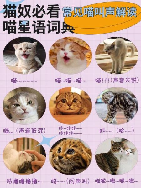 猫能吃橘子吗吗,猫语翻译器免费版