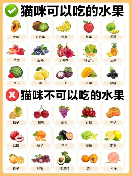 猫能吃的20种水果,猫能吃火龙果吗白心的